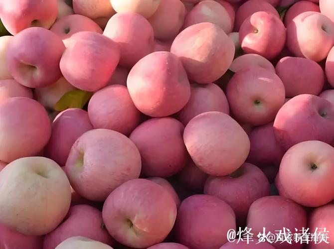 全面解读51吃瓜苹果版的特色功能与使用指南